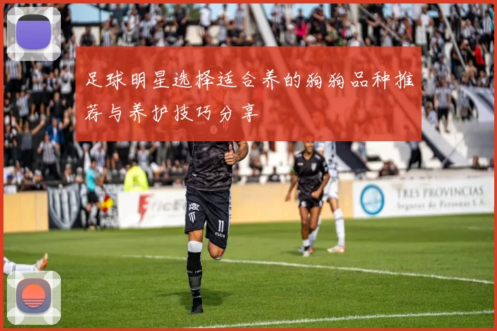 足球明星选择适合养的狗狗品种推荐与养护技巧分享